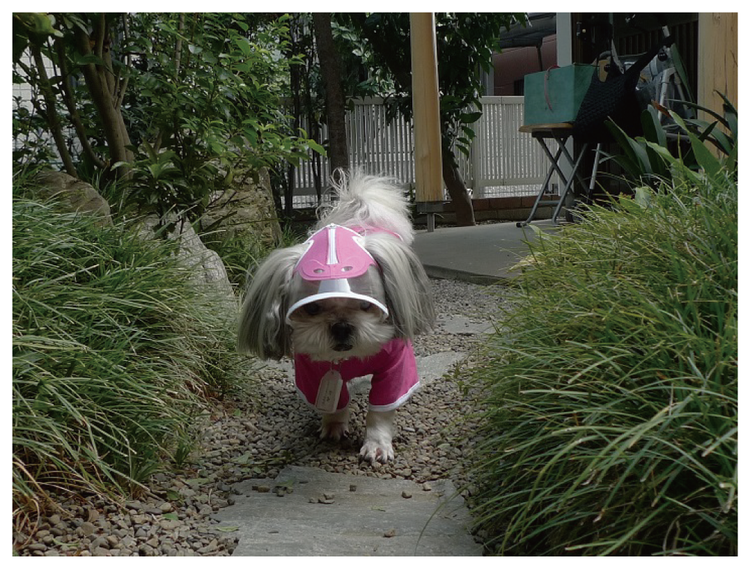 おでかけキャノピーを装着し、安全な散歩を実現している犬の画像